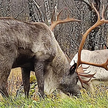 Norwegian House Maria Stua Mefjordvær